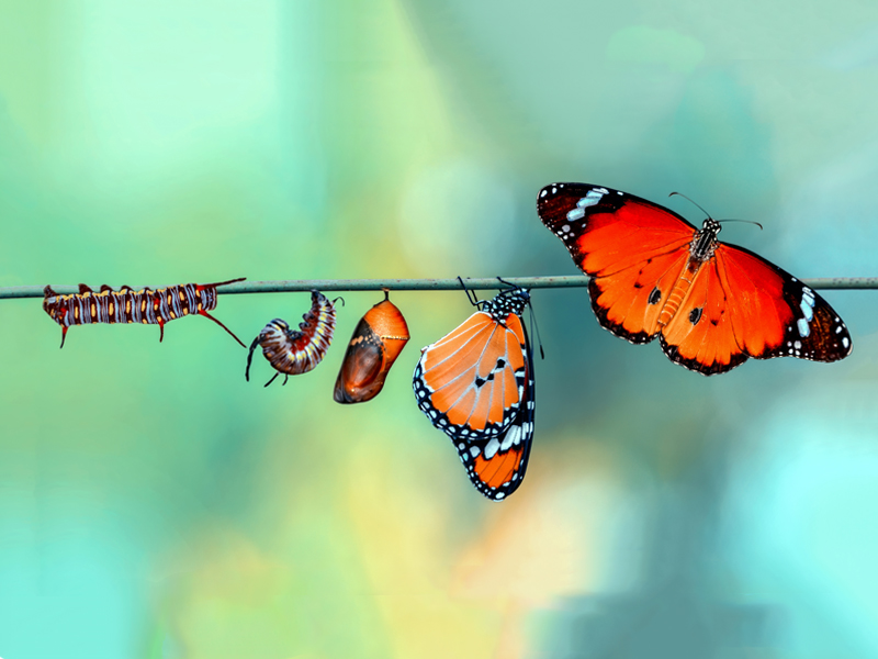 transformation Strepto-Transfo-Abend Schmetterling Raupe